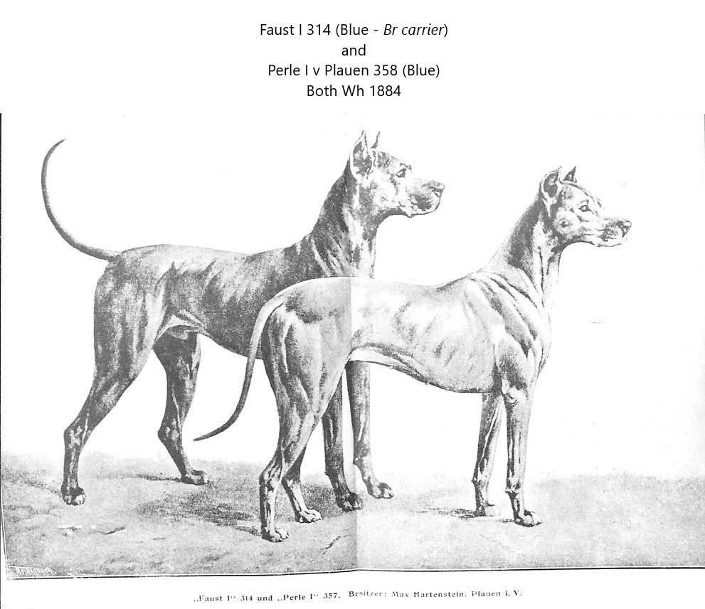 Faust I and Perle I